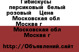 Гибискусы - персиковый, белый, розовый. › Цена ­ 150 - Московская обл., Москва г.  »    . Московская обл.,Москва г.
